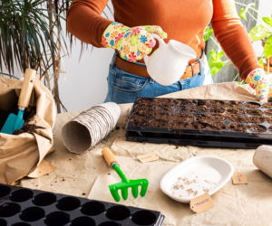 Wysiew nasion na rozsadę