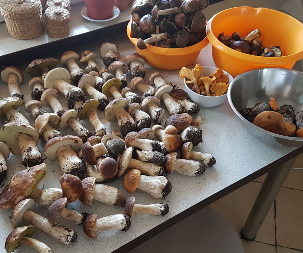 Wielkie grzybobranie w Toruniu i okolicach. Zobaczcie wspaniałe zbiory