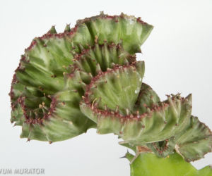 Wilczomlecz mleczny 'Cristata'