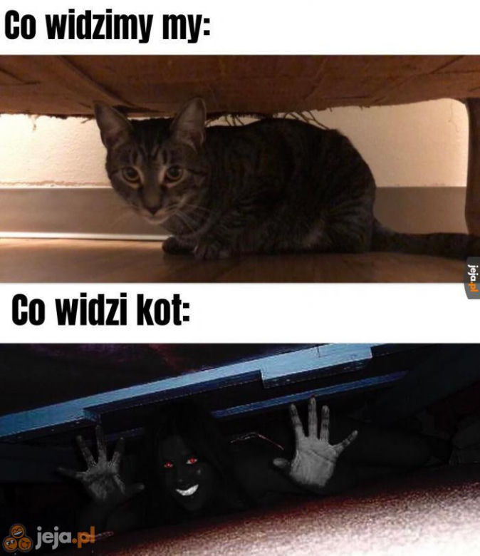 Dzień Kota 2020