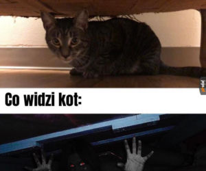 Dzień Kota 2020