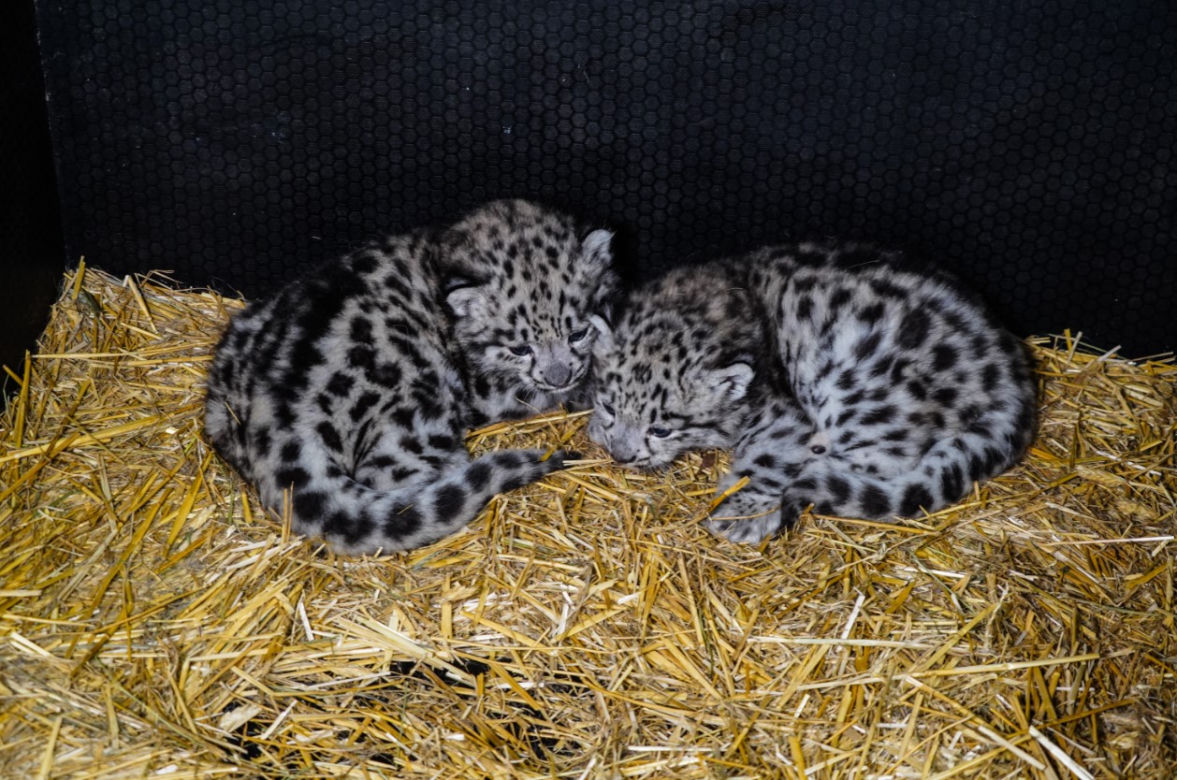 Spójrzcie na te słodkie oczka! Młode pantery śnieżne przyszły na świat w ZOO Wrocław