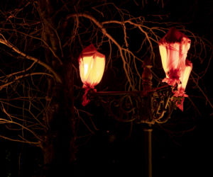 Bajkowe iluminacje w Ogrodzie Botanicznym we Wrocławiu