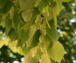 Lipa holenderska 'Pallida'