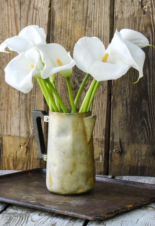 Kalia (Zantedeschia) 