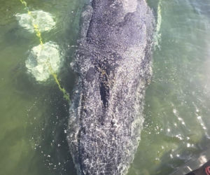 Akcja ratunkowa humbaka Timmiego