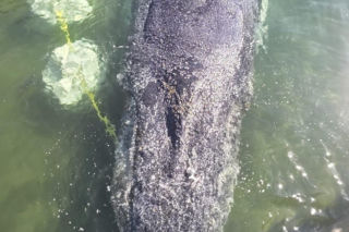 Akcja ratunkowa humbaka Timmiego