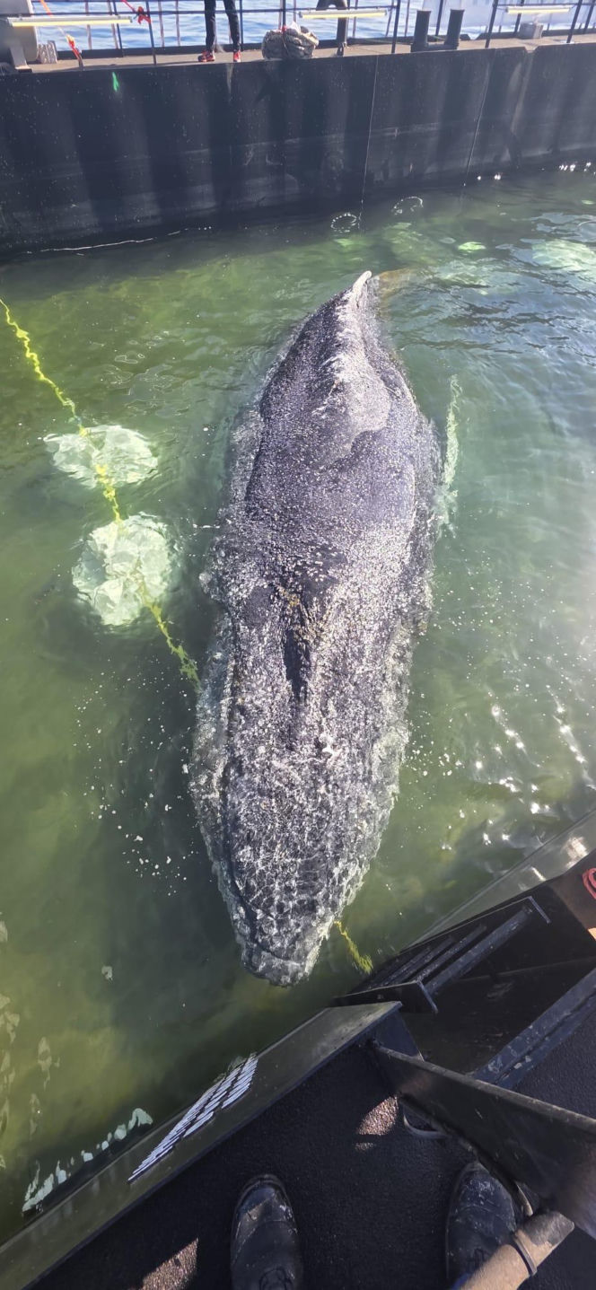 Akcja ratunkowa humbaka Timmiego