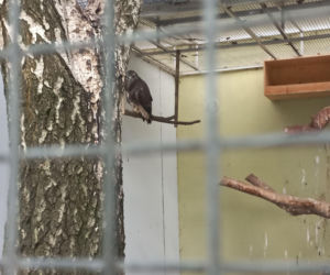Dniami i nocami ratują dzikie zwierzęta. Niezwykłe miejsce w Spytkówkach w powiecie kościańskim