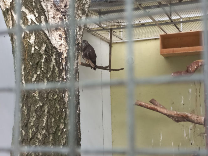 Dniami i nocami ratują dzikie zwierzęta. Niezwykłe miejsce w Spytkówkach w powiecie kościańskim