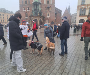 34. finał WOŚP w Krakowie. Golden Retrievery na Rynku Głównym
