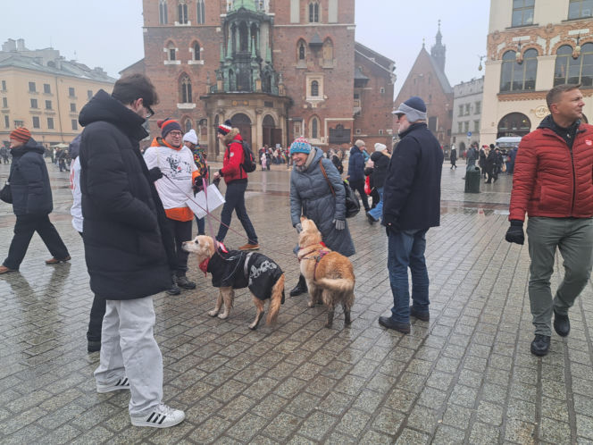 34. finał WOŚP w Krakowie. Golden Retrievery na Rynku Głównym