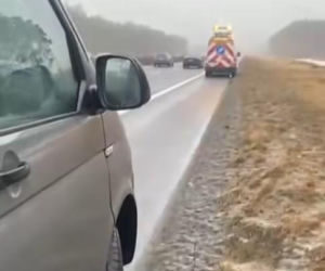 Łabędź wylądował na autostradzie i sparaliżował ruch