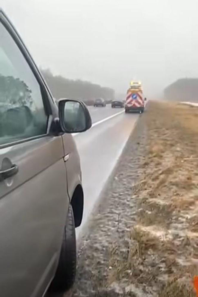 Łabędź wylądował na autostradzie i sparaliżował ruch