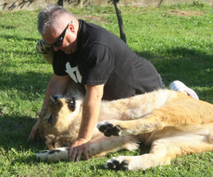 Lew Simba
