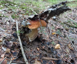 Rosną jak grzyby po deszczu! Grzybiarze szykują się na żniwa