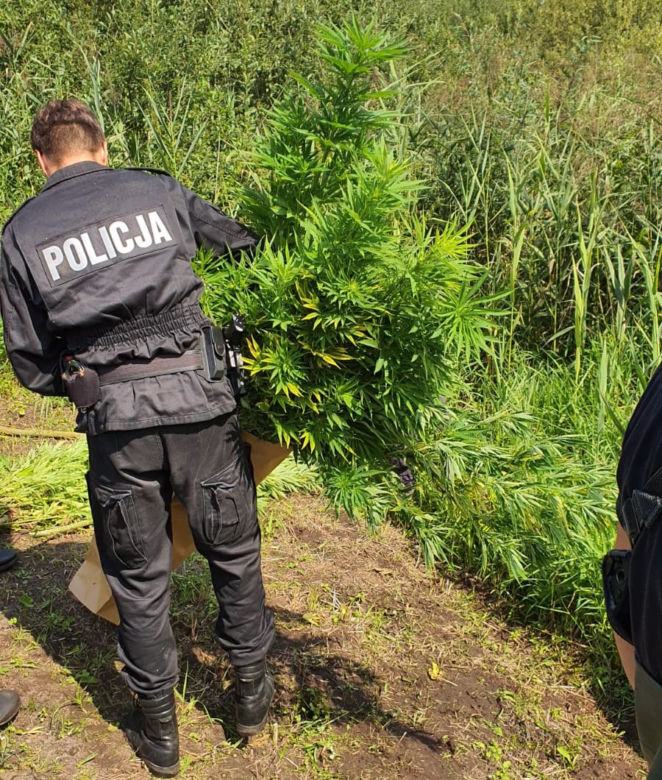 Radomsko. Policja znalazła na bagnach sporą plantację marihuany!