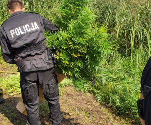 Radomsko. Policja znalazła na bagnach sporą plantację marihuany!