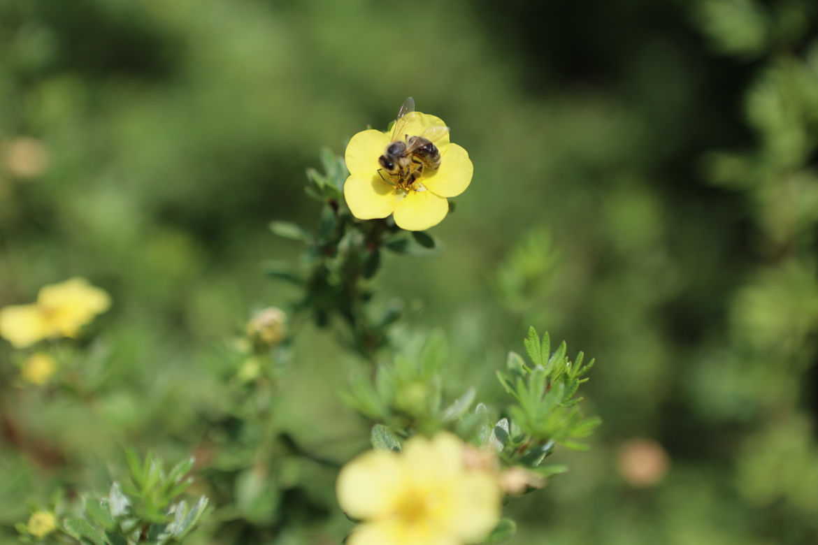 Kwitnący Ogród Botaniczny UMCS w Lublinie