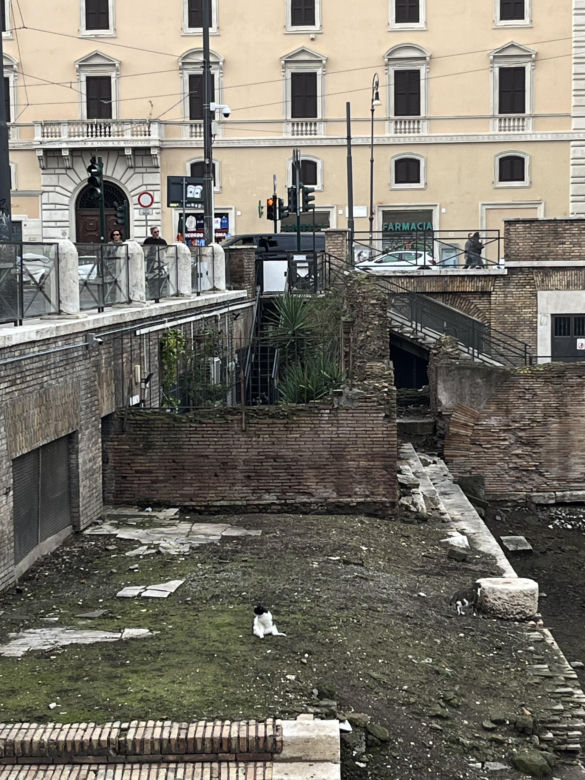 Largo Argentina w Rzymie. Koty zamieszkały w starożytnych ruinach - zobacz zdjęcia