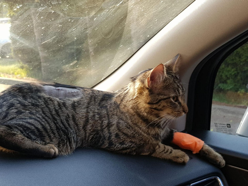 Koci snajper strzelał do Kitki