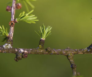 wiosna-w-ogrodzie