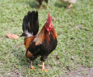 Kogut