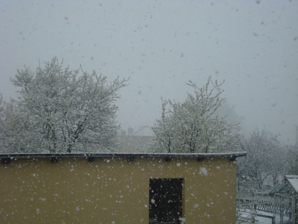 Zima w maju 2011 - zdjęcia Czytelników (Sierakowice na Pomorzu)