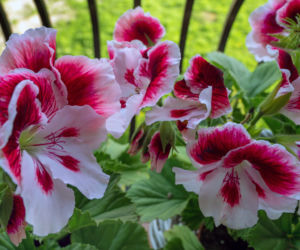 Pelargonia angielska (pelargonia wielkokwiatowa)
