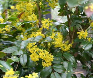 Mahonia pospolita