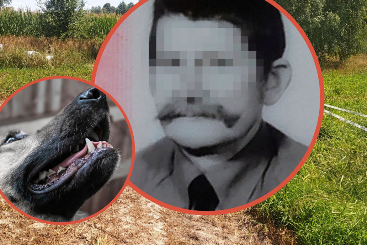 Psy rozszarpały jego brata! On sam nie ma nogi. Błaga przez łzy: „Zabijcie te bestie!”