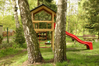 Nie każdą brzozę można wyciąć bez zezwolenia. Jest jedno kryterium