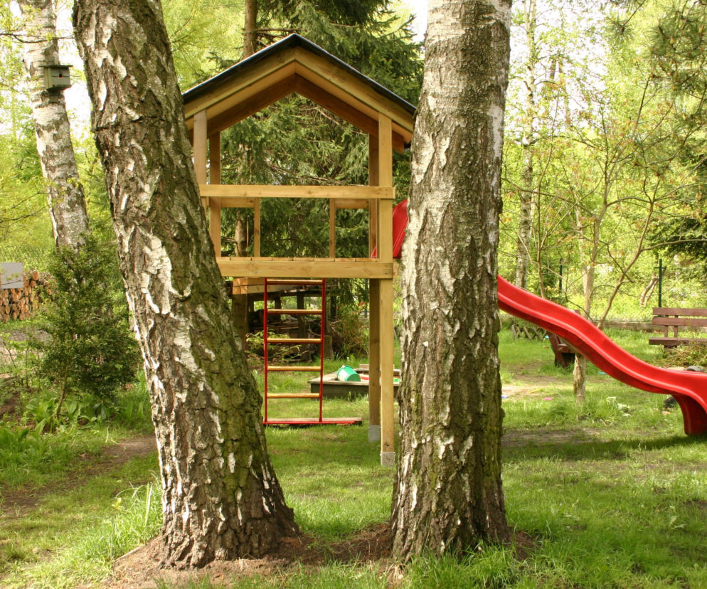 Czy można wyciąć brzozę na swojej działce?