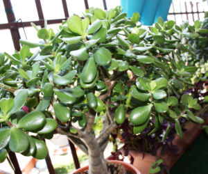 Domowe smoothie uratuje oklapniętego grubosza gubiącego liście. Podlewam raz, a liście przestają spadać. Zimowa pielęgnacja grubosza