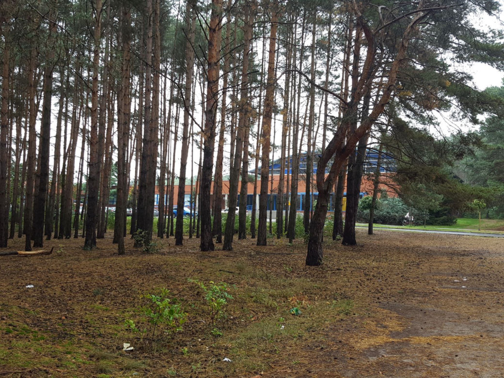 Miał być park, będzie wycinka? Miasto wystawiło na sprzedaż hektar lasu na Rejtana