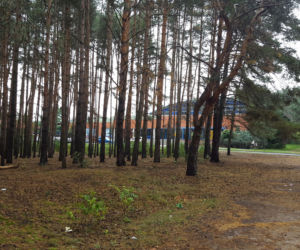 Miał być park, będzie wycinka? Miasto wystawiło na sprzedaż hektar lasu na Rejtana