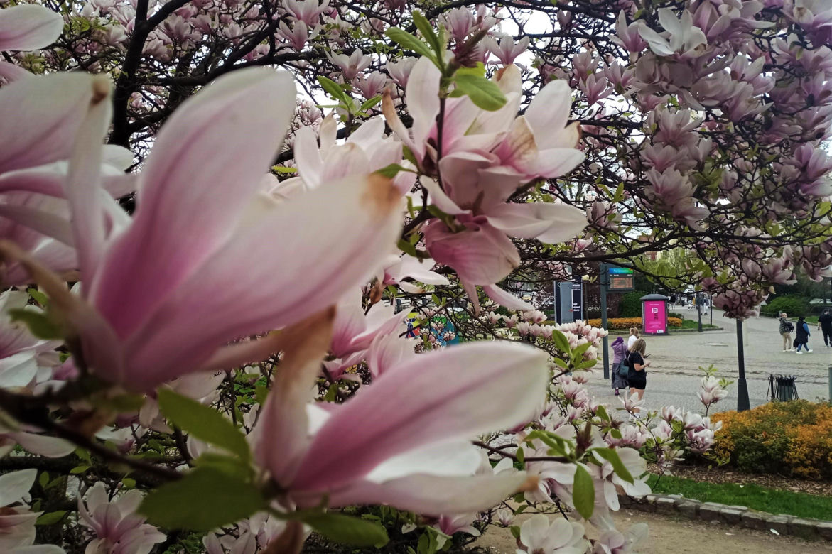 Magnolie w Szczecinie