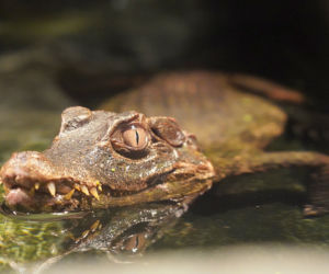 Kajman złapany we Wrocławiu trafił do ogrodu zoologicznego