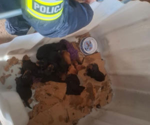 Były niedożywione i zapchlone, miały odmrożone łapy. Dramat 44 małych psów i 3 kotów