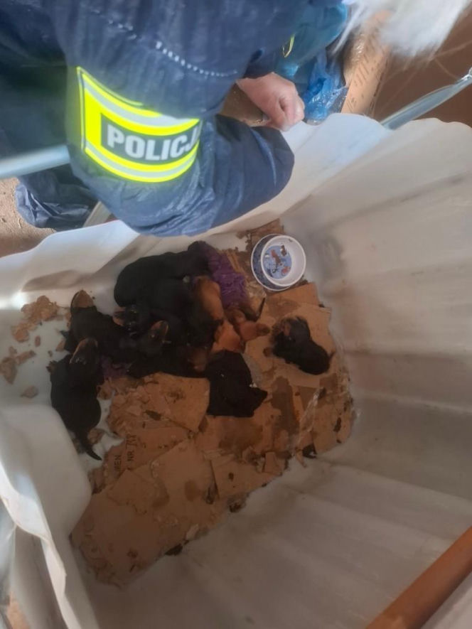 Były niedożywione i zapchlone, miały odmrożone łapy. Dramat 44 małych psów i 3 kotów