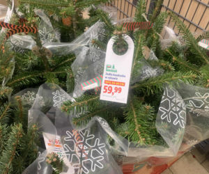 Ile kosztują popularne drzewka w doniczce?