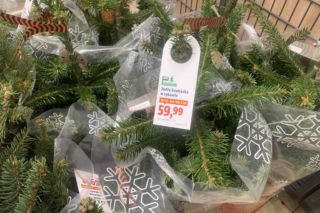 Ile kosztują popularne drzewka w doniczce?