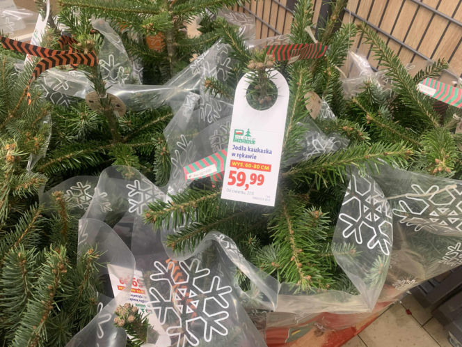 Ile kosztują popularne drzewka w doniczce?