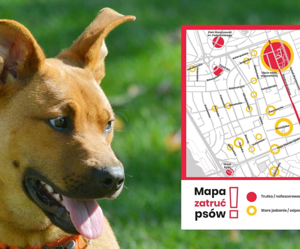 Mapa zagrożeń dla psów
