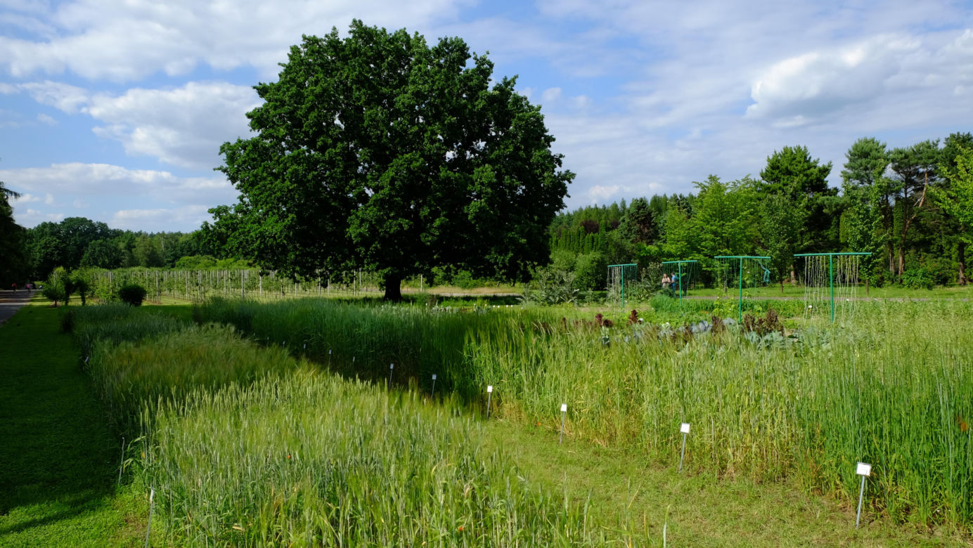 Ogród Botaniczny PAN w Powsinie