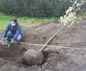 W Toruniu pojawiły się nowe drzewa i krzewy. Nasadzenia w rejonie placu Rapackiego