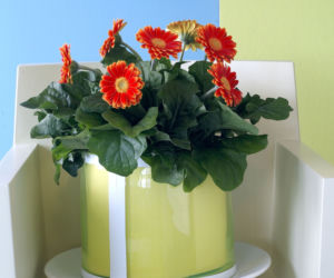 Gerbera