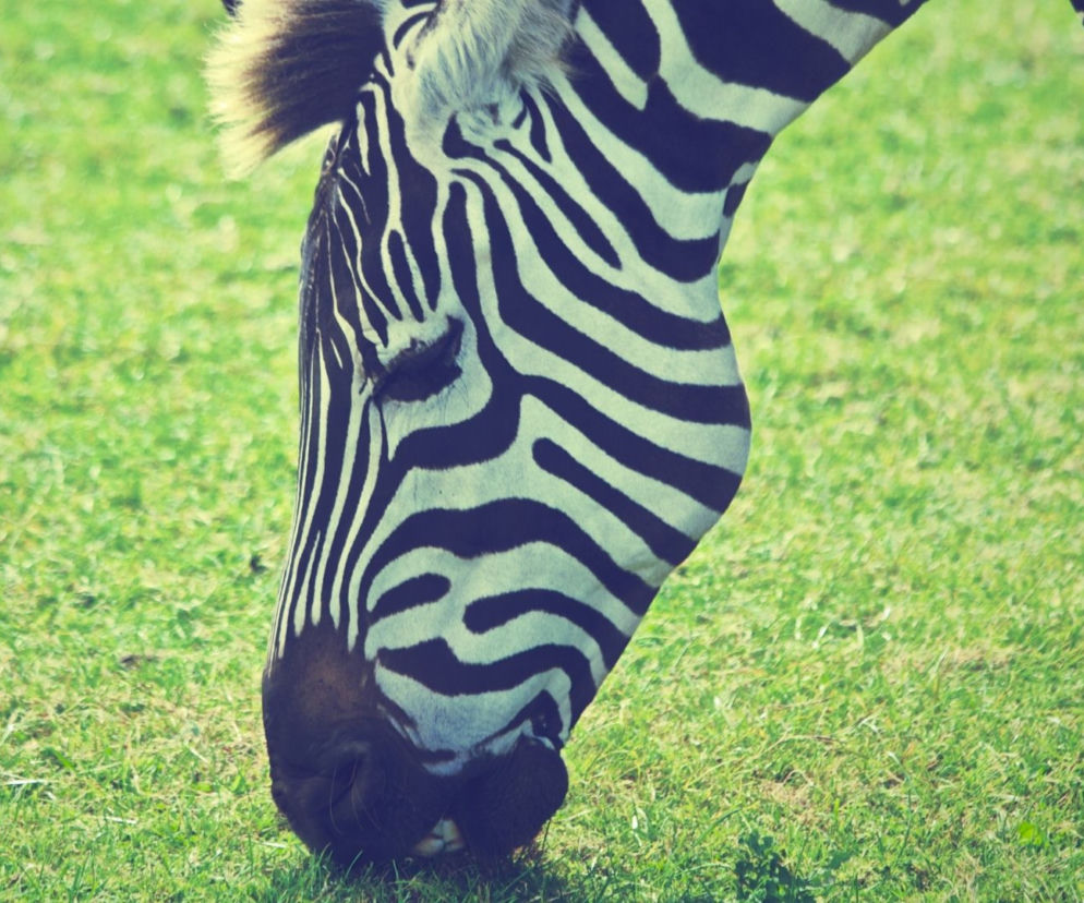 Zebra Hermiona apeluje do mieszkańców stolicy. To ważny przekaz!