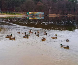 Szczecińskie morsy powitały 2026 rok