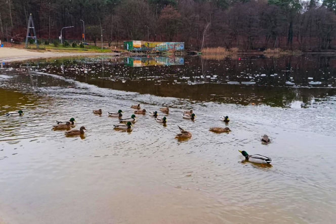 Szczecińskie morsy powitały 2026 rok